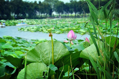 荷花大觀(guān)苑2_副本.jpg