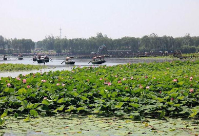 荷花大觀(guān)苑3_副本.jpg